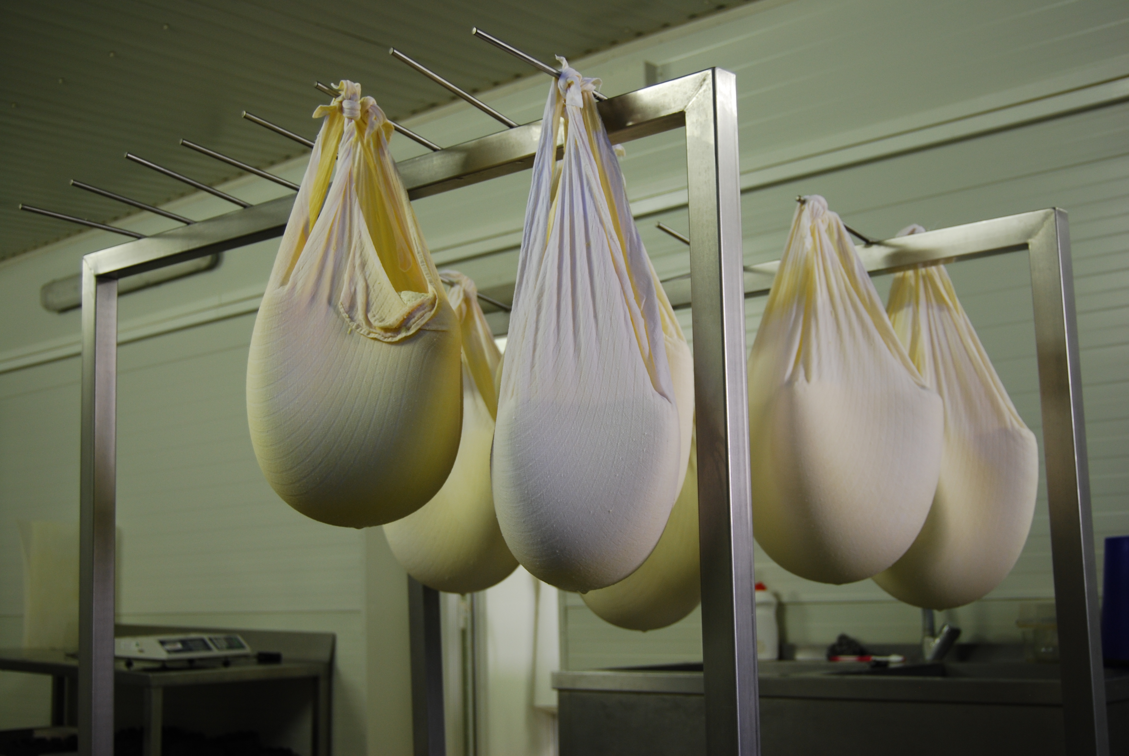 bryndza fermentation